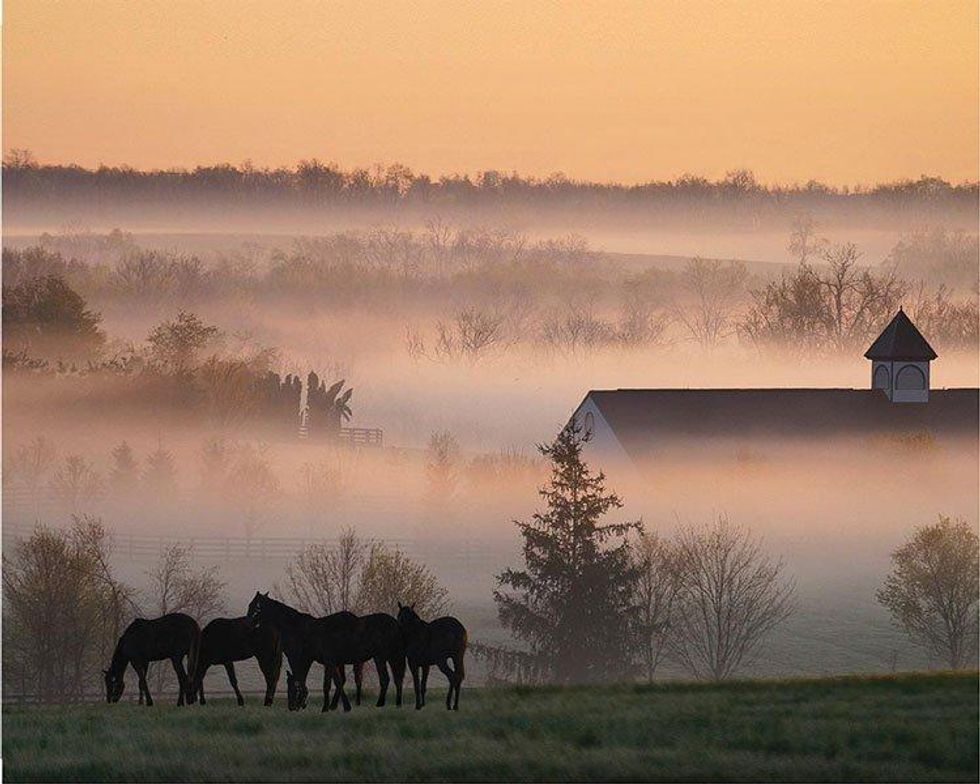 04-lg_horse_farm_foggy_d519855d-34fb-434d-b7c9-306c95671512