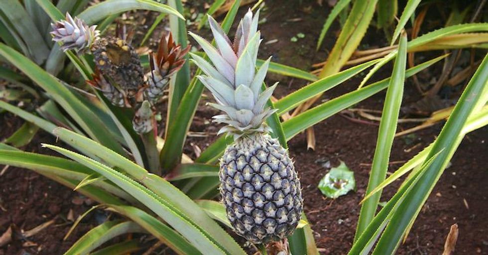 04-pineapple.jpg
