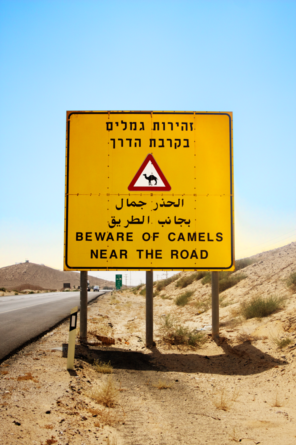 1_camels