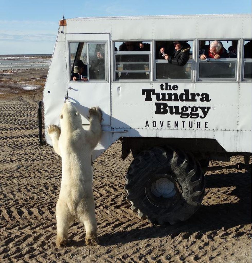 3_credit_emma_acorn_copy_0