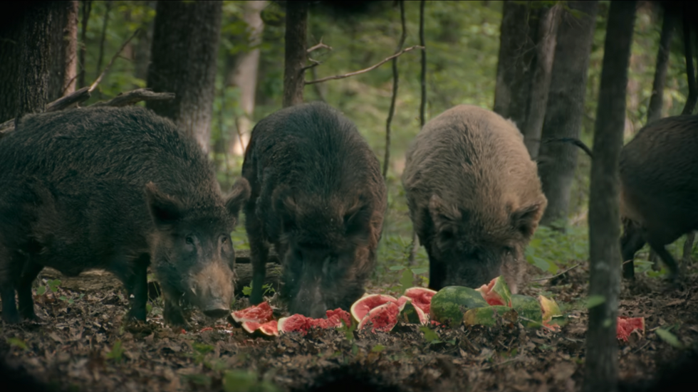 3 wild boar feast on watermelon in the woods, one boar runs away, The Hunting Wives