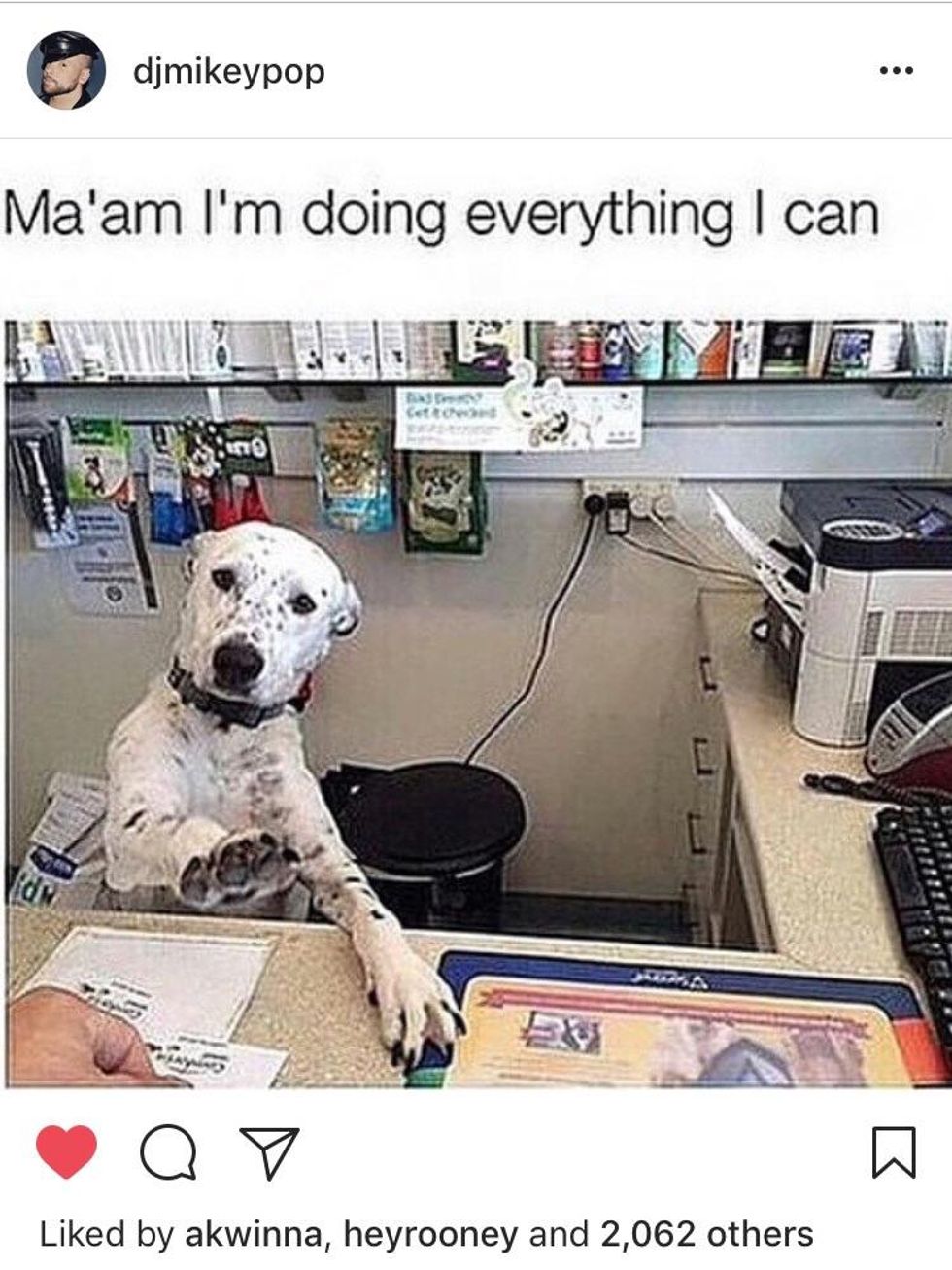 30 Memes That Gave Us A Brief Respite From 2017