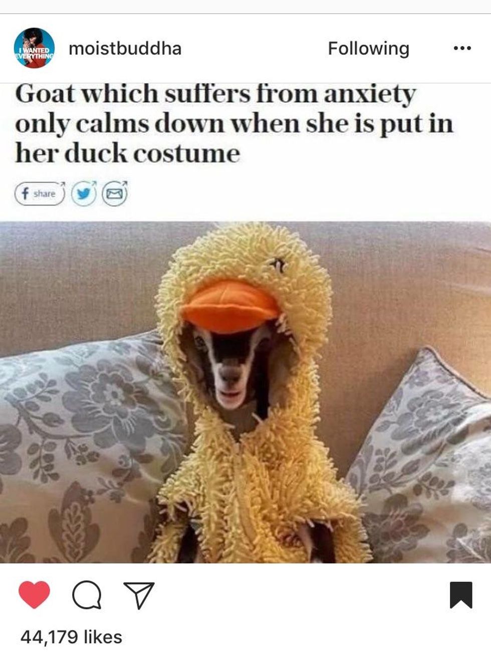 30 Memes That Gave Us A Brief Respite From 2017