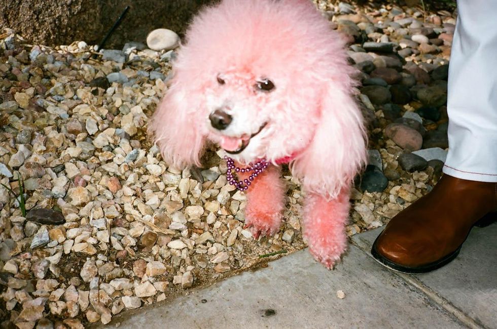 50 Photos From Palm Springs Pride