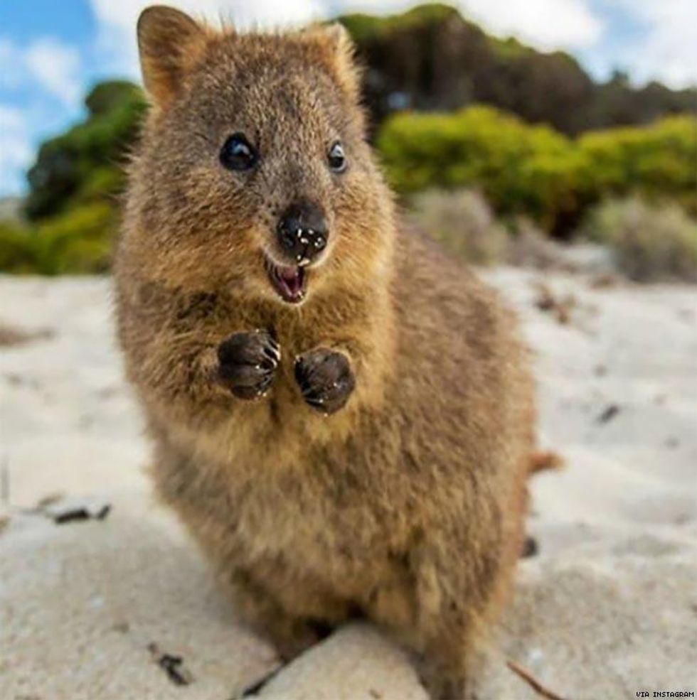 88. #Quokkaselfie