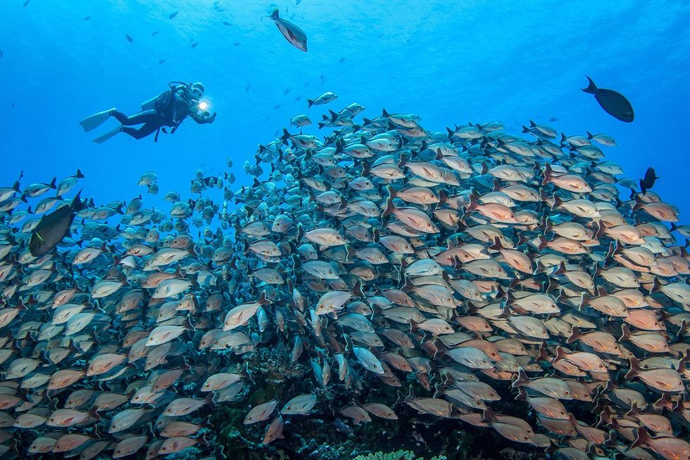 A diver captures the magic of Rangiroa's marine-rich lagoon