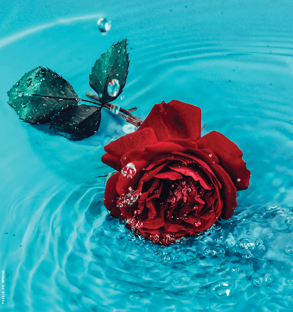 a rose in water