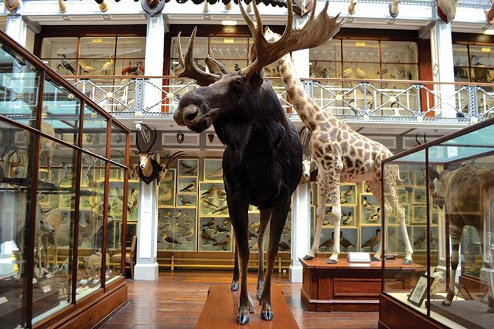 A Star Is Born...Again