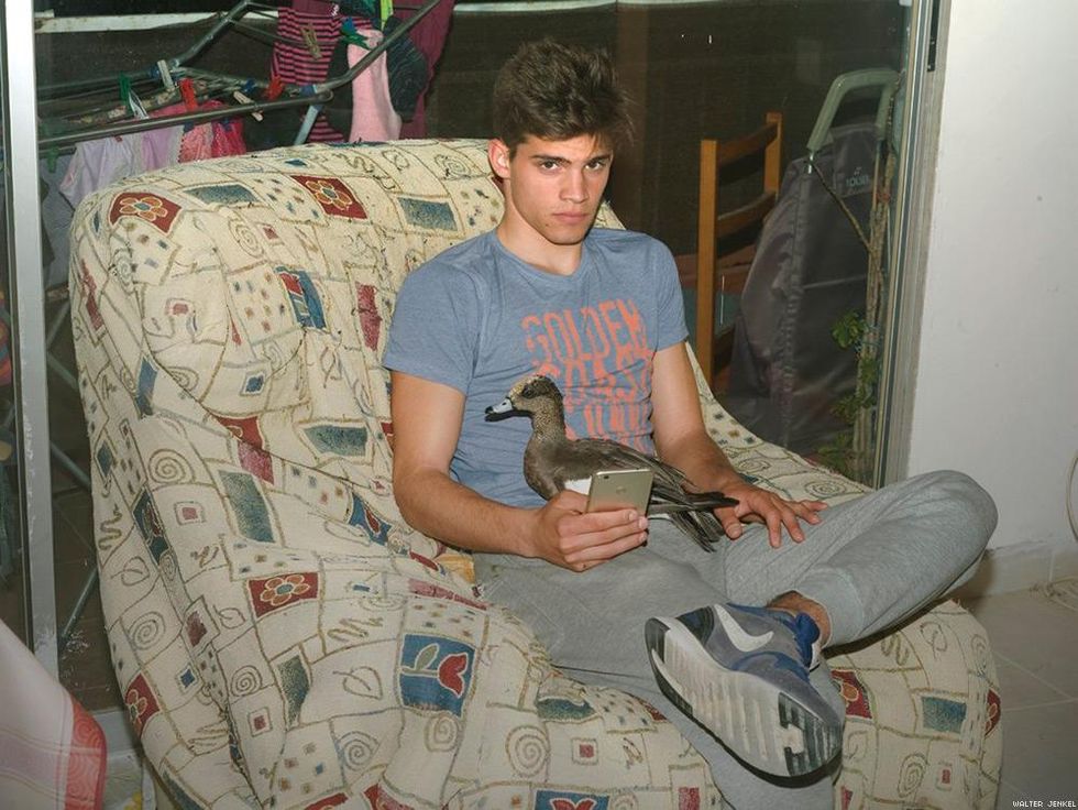 American wigeon (Anas americana)