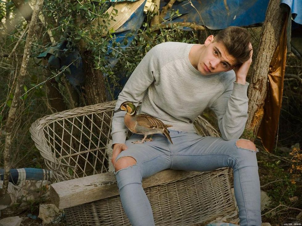 Baikal teal (Anas formosa)