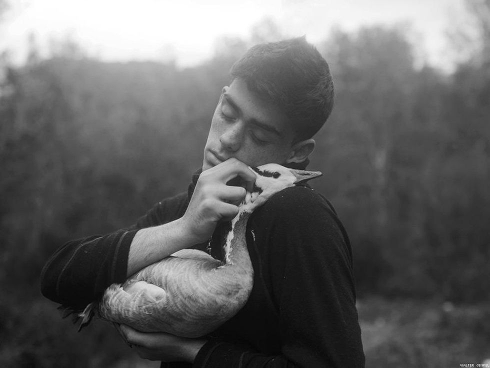 Bar-headed goose (Anser indicus)