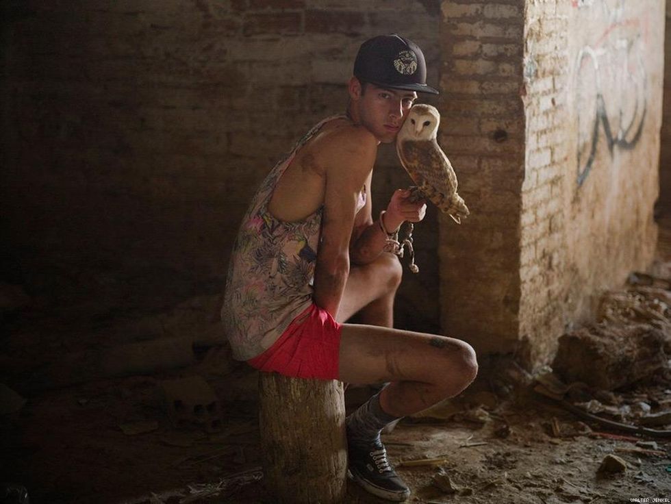 Barn owl (Tyto alba alba)