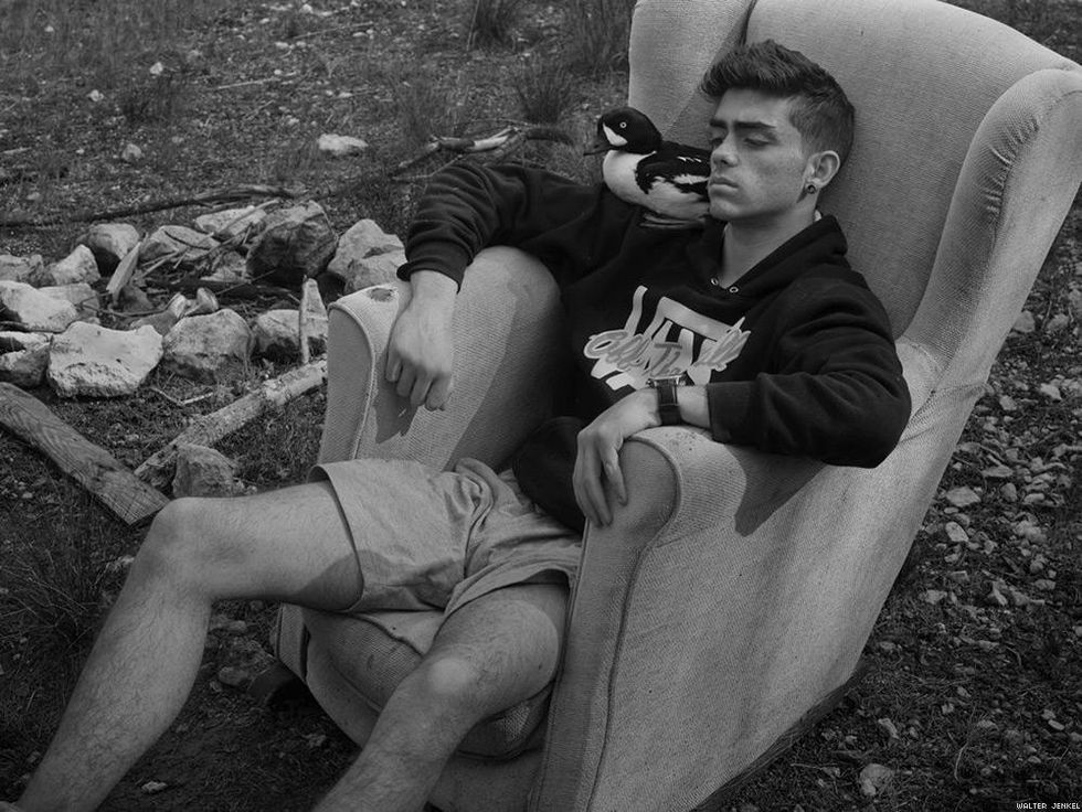 Barrow's goldeneye (Bucephala islandica)