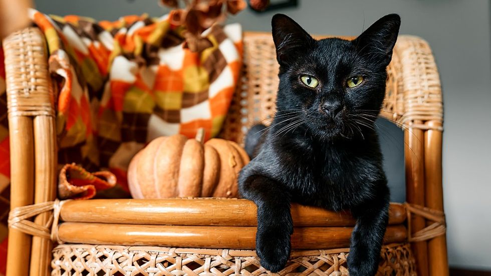 Black Cat Day Halloween Season