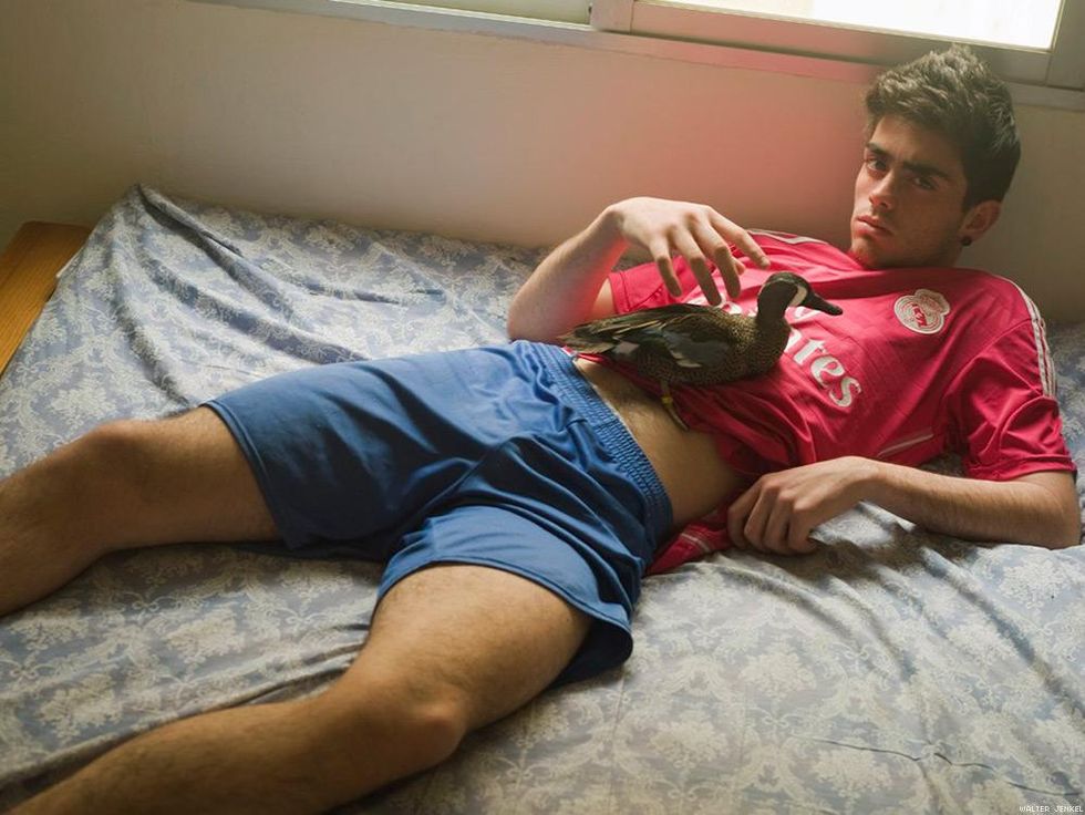 Blue-winged teal (Anas discors)