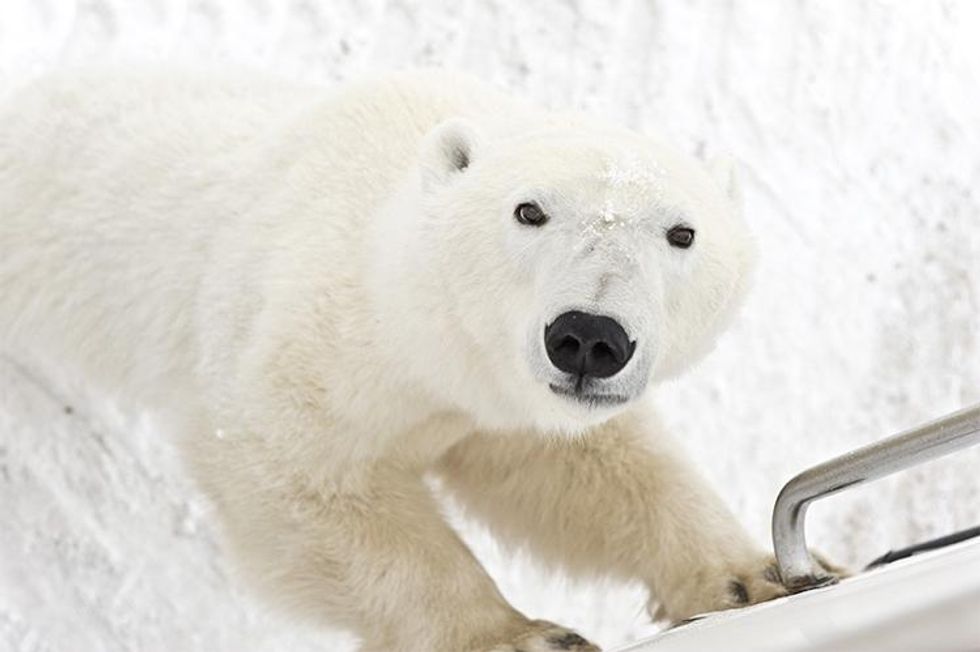 Bottega Veneta Cruise Collection