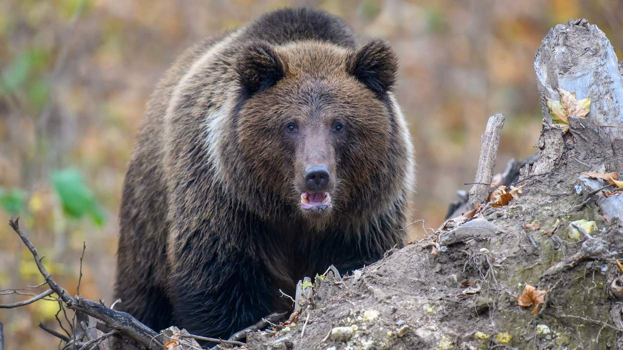 Brown bear