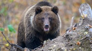 U.S. government proudly embraces Fat Bear Week. Hilarious memes ensue