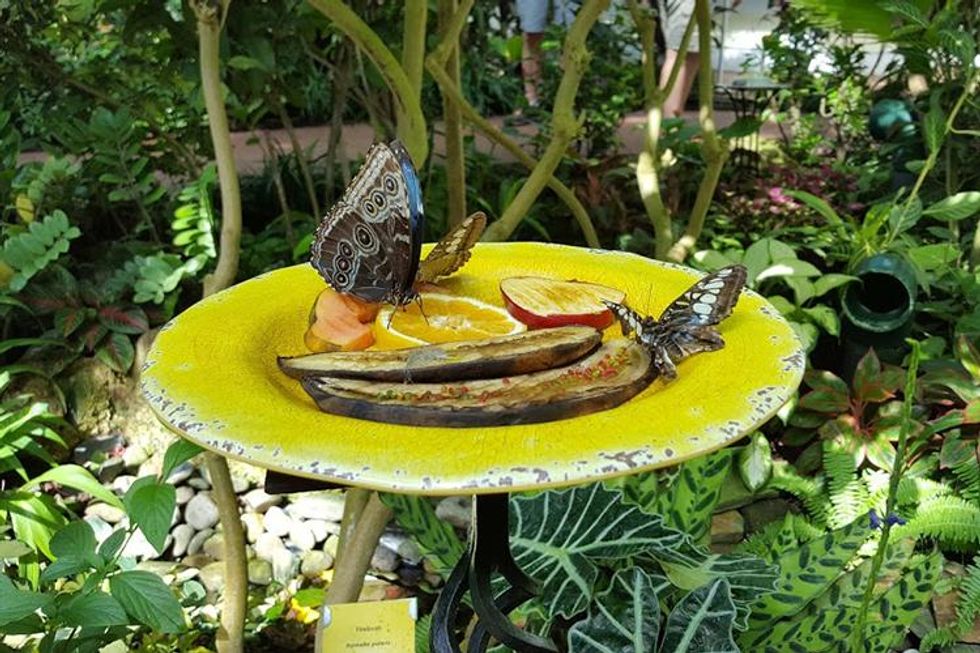 Butterflyconservatory_forupload_0