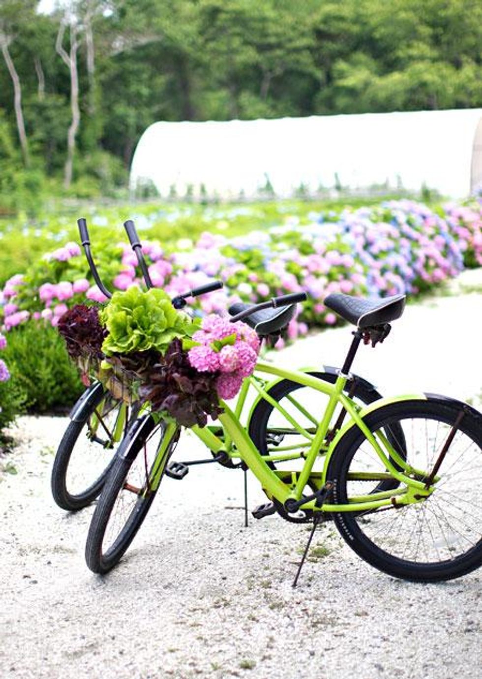 Cape-may-bikes-450x633