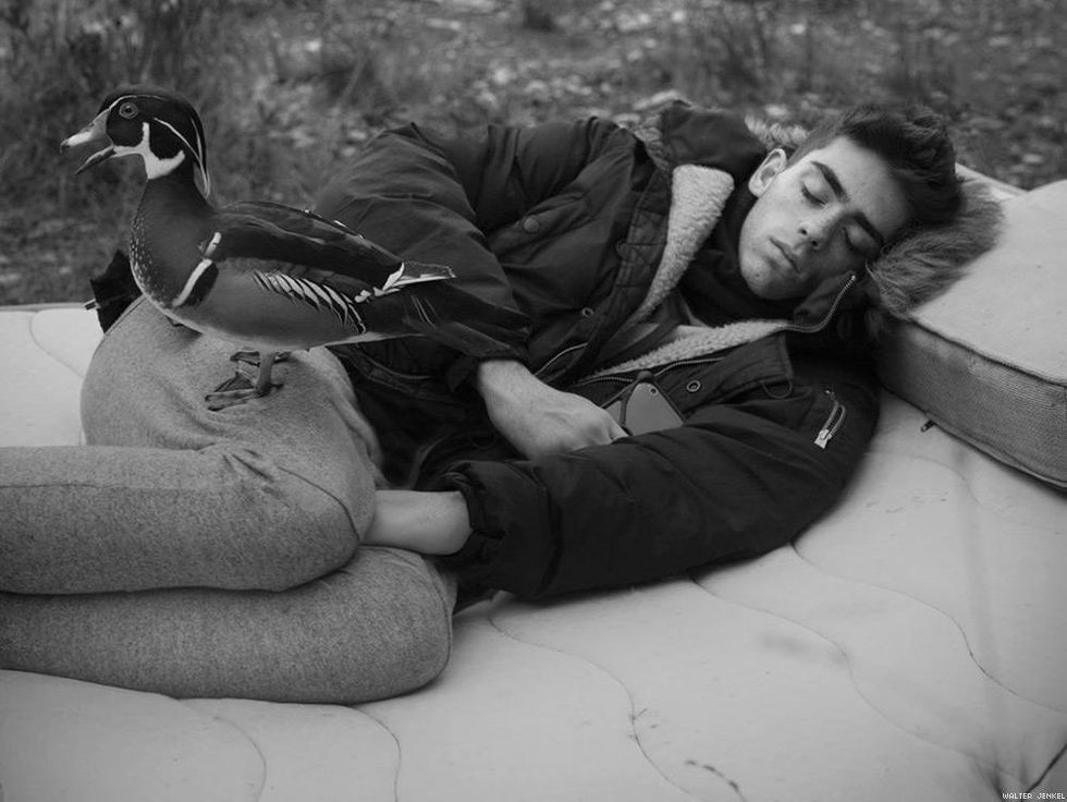 Carolina duck (Aix sponsa)