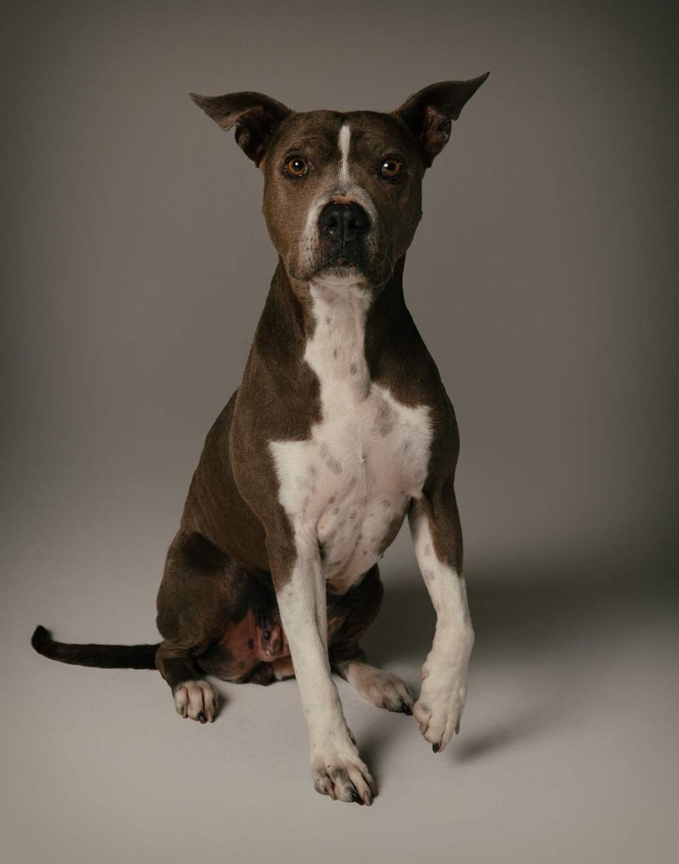 Celebrity photographer Mike Ruiz Rescue Me 2026 calendar benefitting Louies Legacy Animal Rescue featuring Bambi