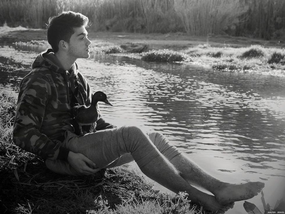 Chestnut teal (Anas castanea)