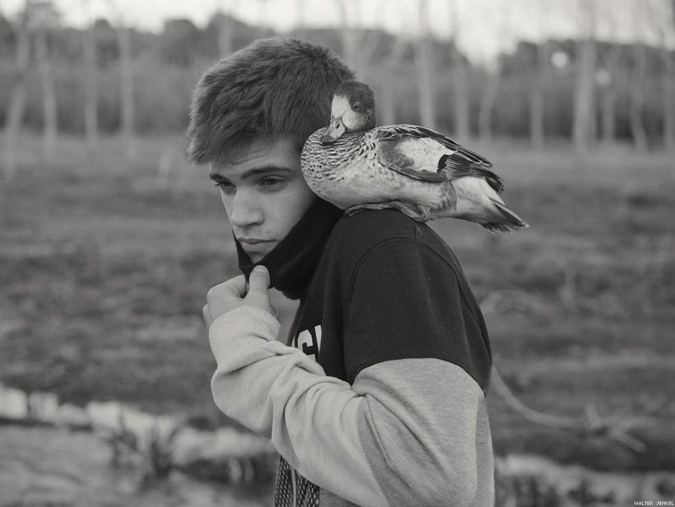 Chiloé wigeon (Anas sibilatrix)