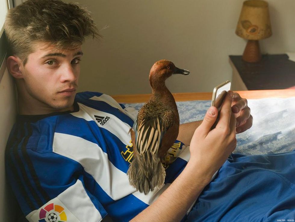 Cinnamon teal (Anas cyanoptera cyanoptera septentrionalium)