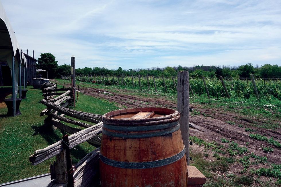 Closson Chase Vineyard in Hiller, Ontario