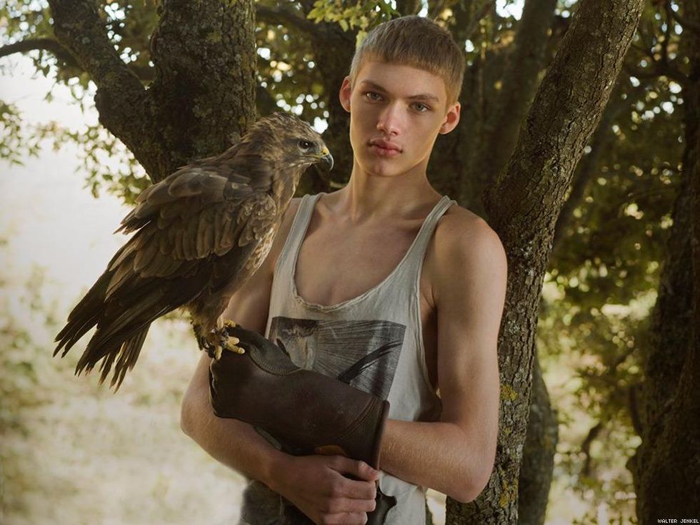 Common buzzard (Buteo buteo hispaniae)