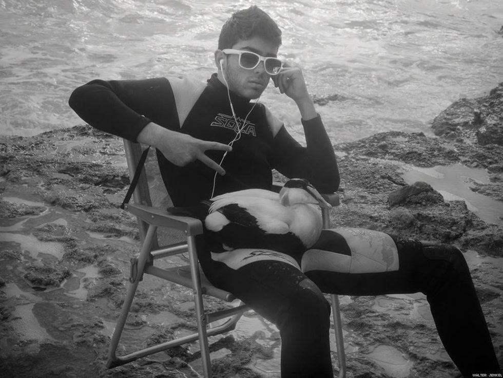 Common eider (Somateria mollissima mollissima)