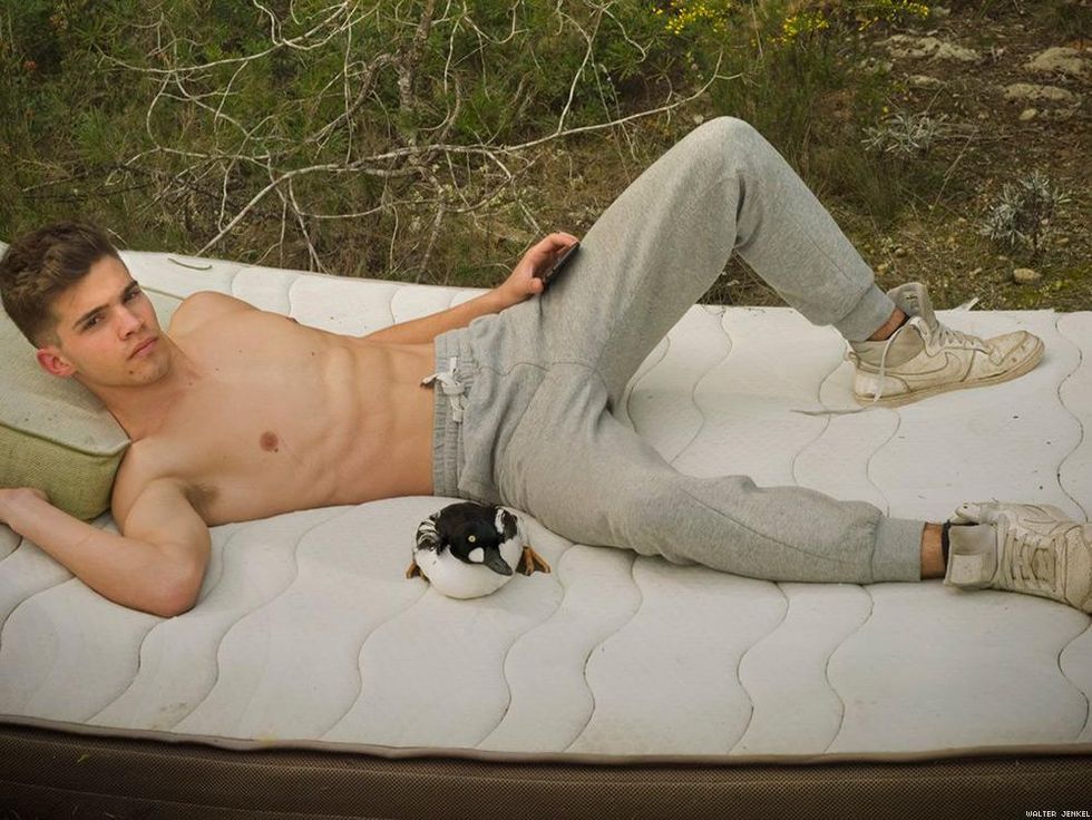 Common goldeneye (Bucephala clangula).jpg Common kestrel (Falco tinnunculus)