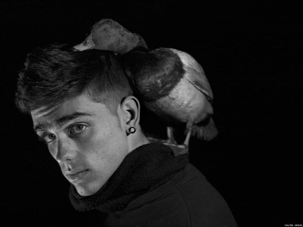 Common pochard (Aythya ferina)