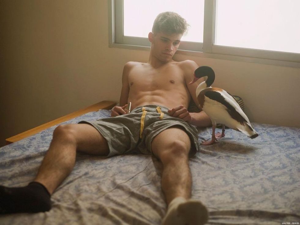 Common shelduck (Tadorna tadorna)