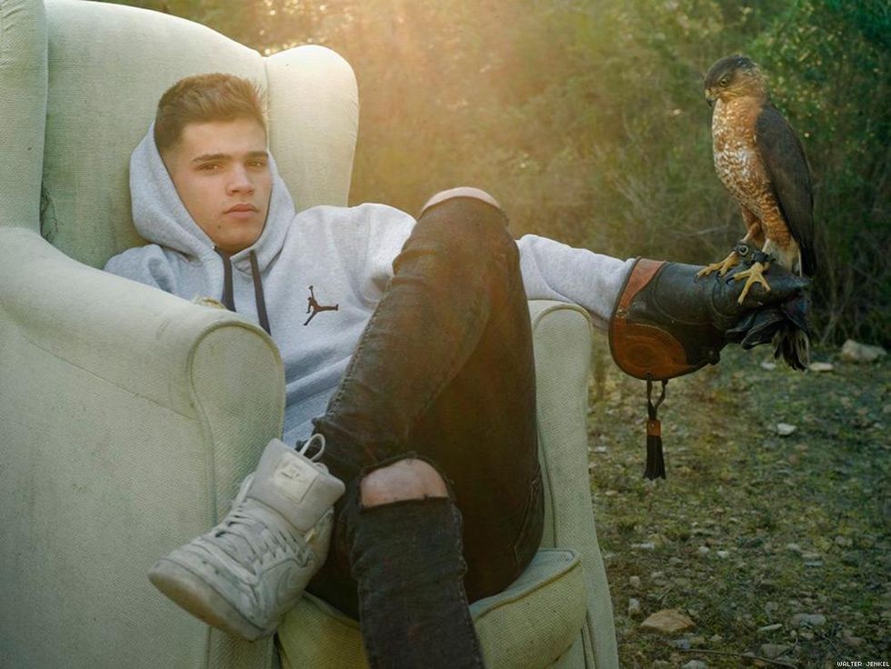 Cooper's hawk (Accipiter cooperii)