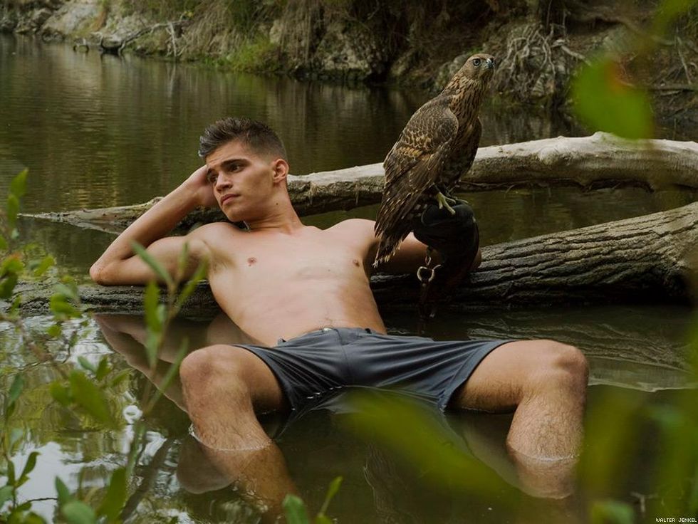 Czech goshawk (Accipiter gentilis gallinarum)