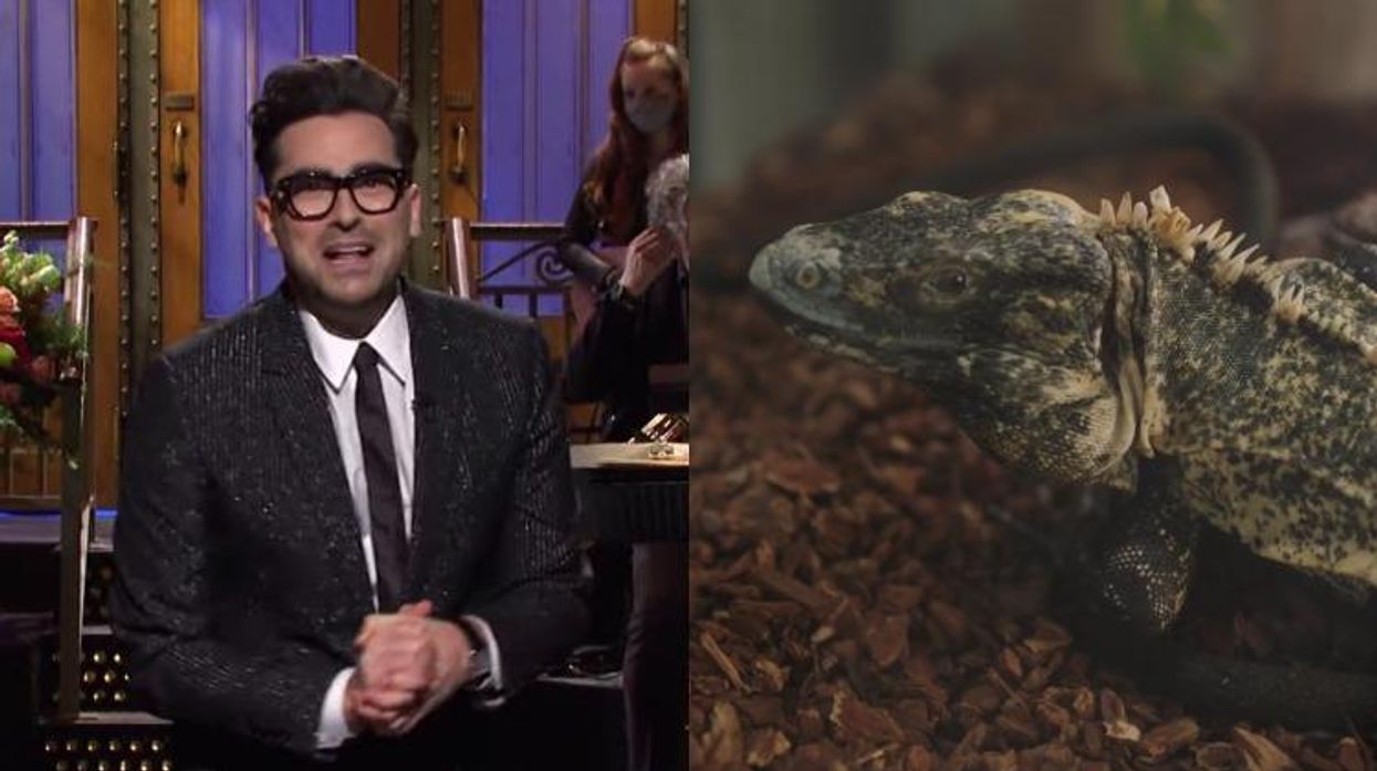 Dan Levy in a diptych with an iguana.