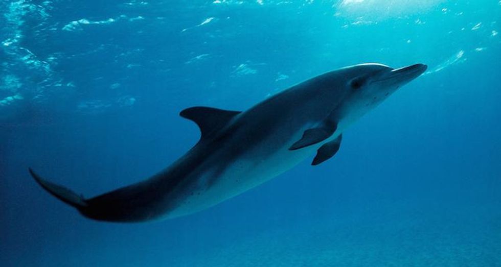 dolphin-wikipedia.jpg
