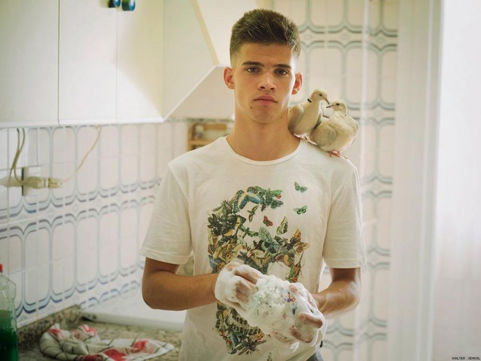 Domestic ringneck dove (Streptopelia roseogrisea risoria)