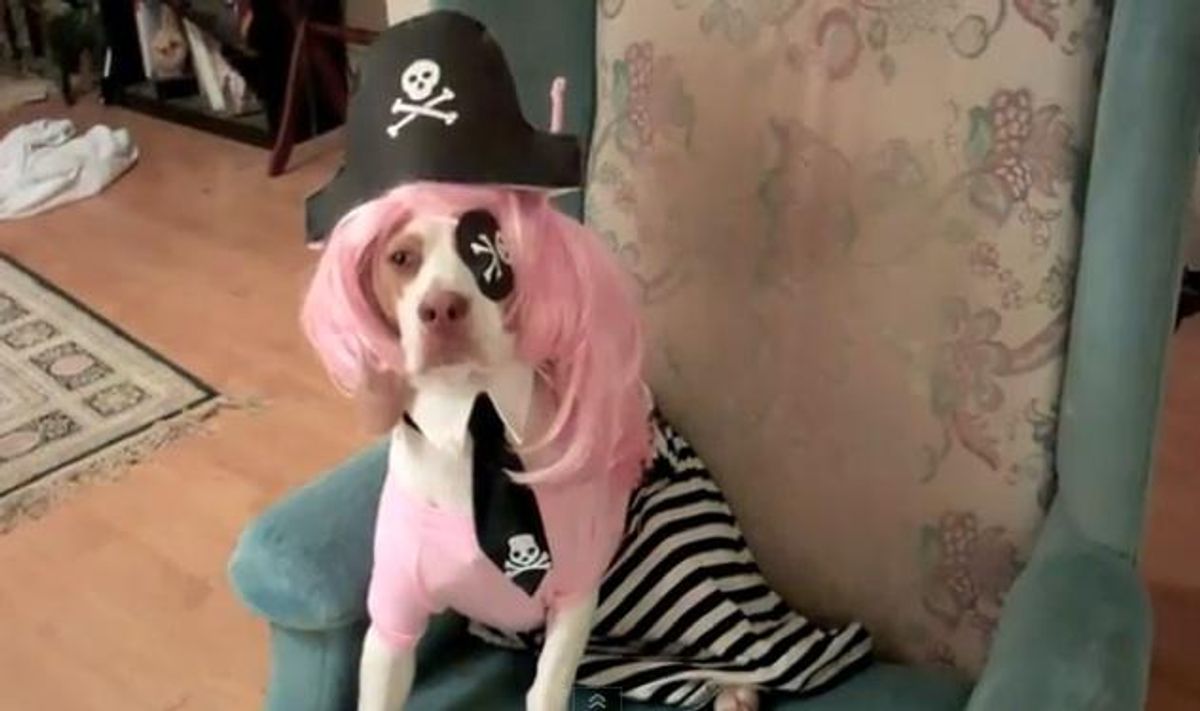 Drag-dog-pink-wig