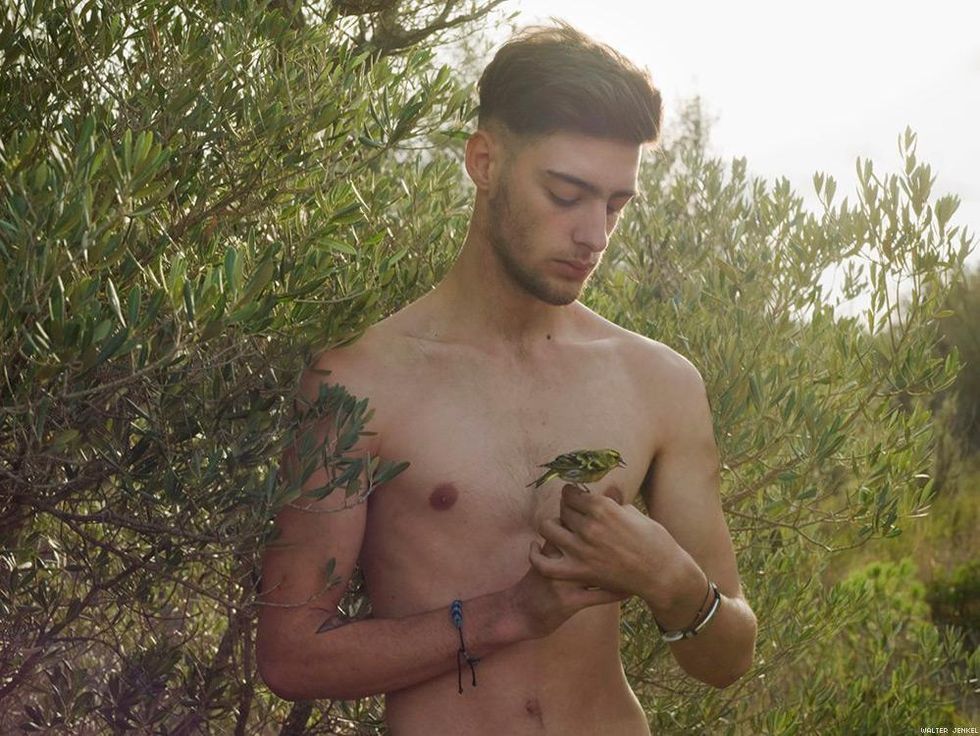 Eurasian siskin (Spinus spinus)