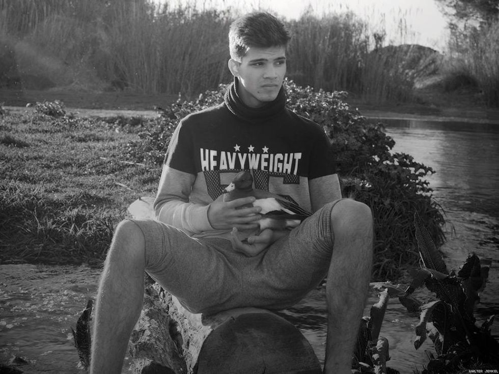 Eurasian Wigeon (Anas penelope)