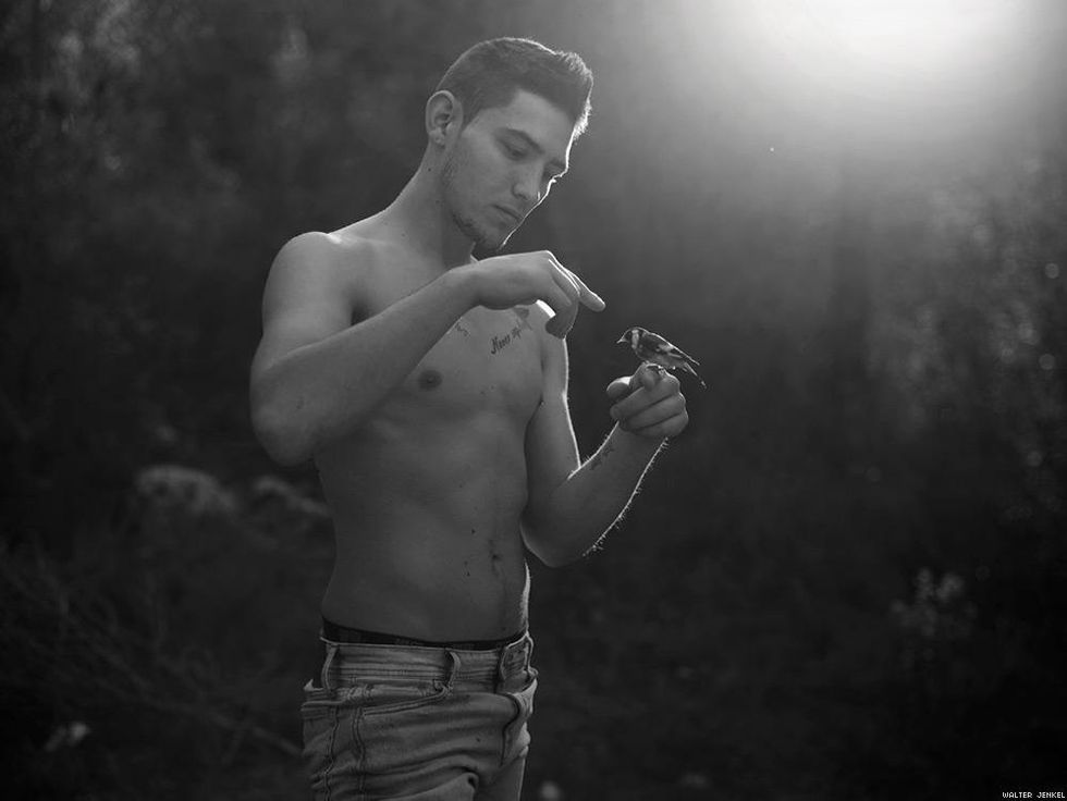 European goldfinch (Carduelis carduelis carduelis)