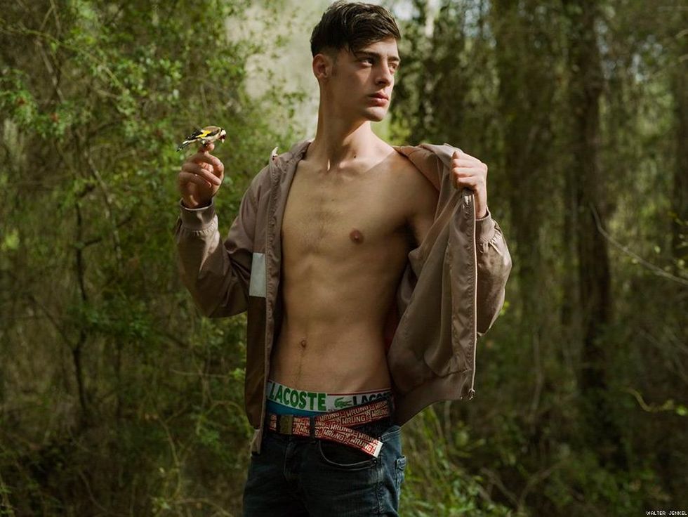 European goldfinch (Carduelis carduelis carduelis)