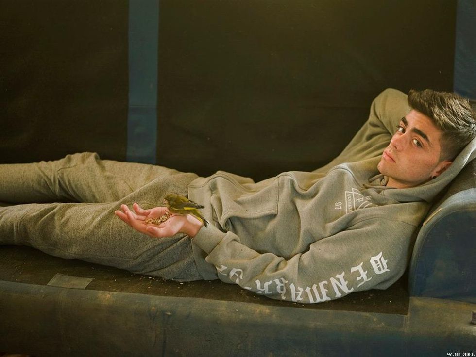 European greenfinch (Chloris chloris aurantiiventris)