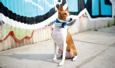The Best Dog Accessories: 17 Ways to Upgrade Your Pooch's Summer Street  Style