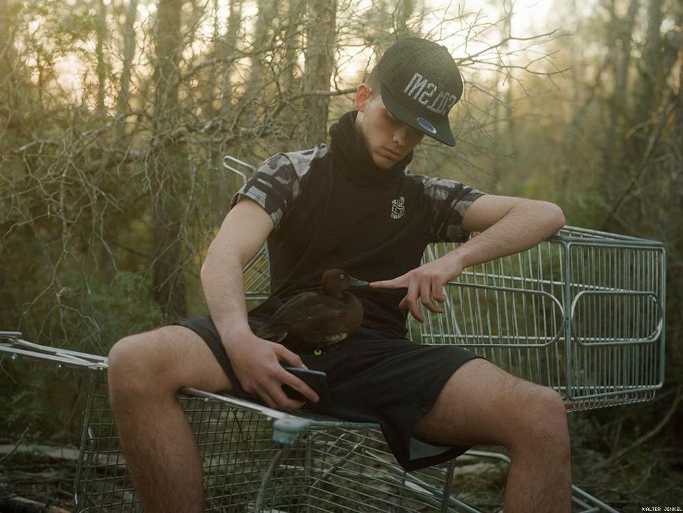 Ferruginous pochard (Aythya nyroca)