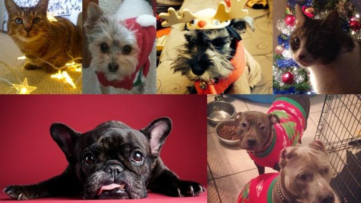 Festivepetscollage-cr