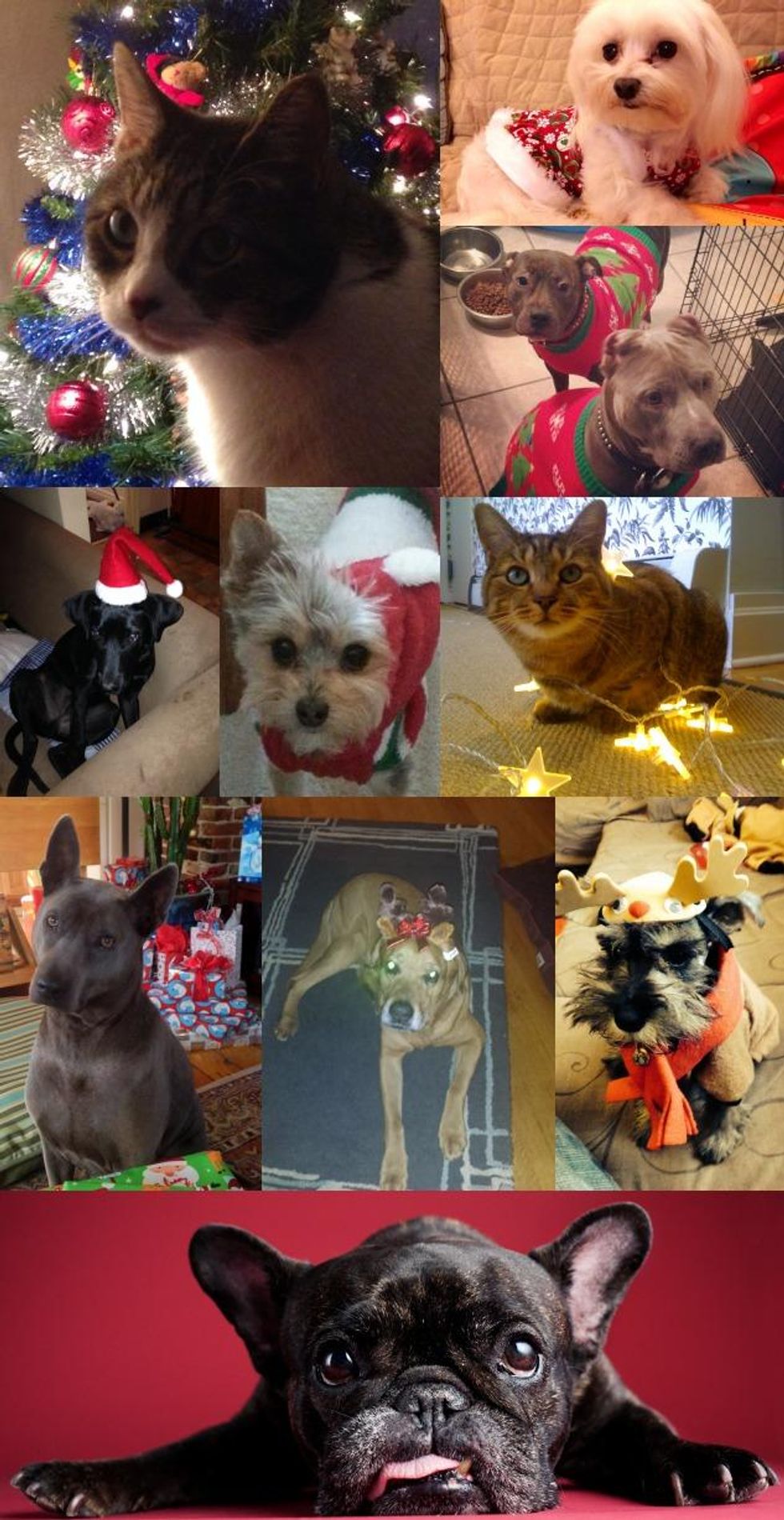 Festivepetscollagex633x1000